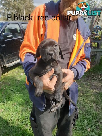 Neo mastiff x rottweiler puppies