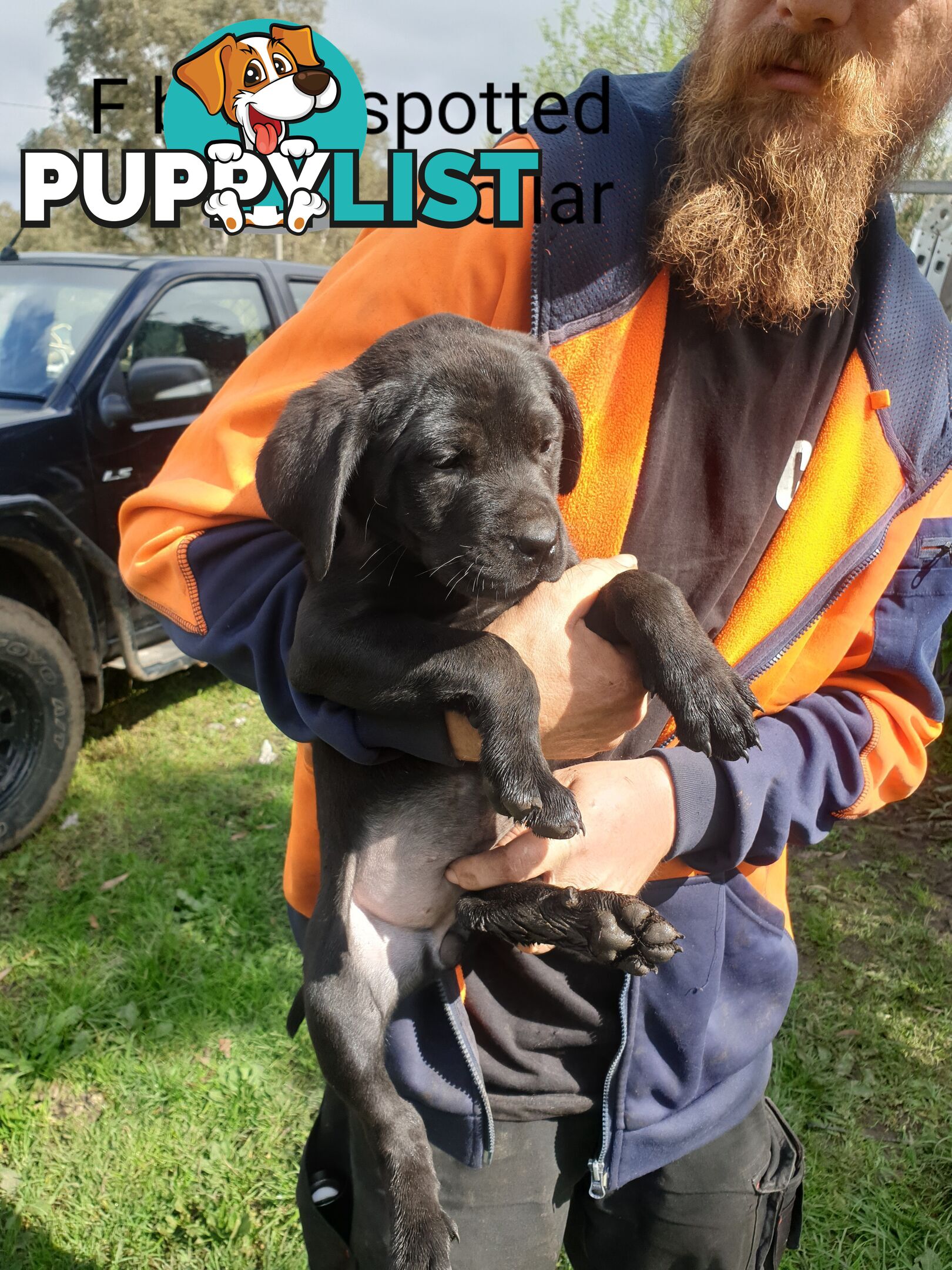 Neo mastiff x rottweiler puppies