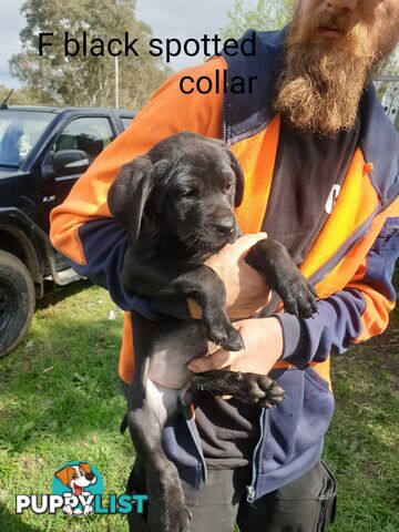 Neo mastiff x rottweiler puppies