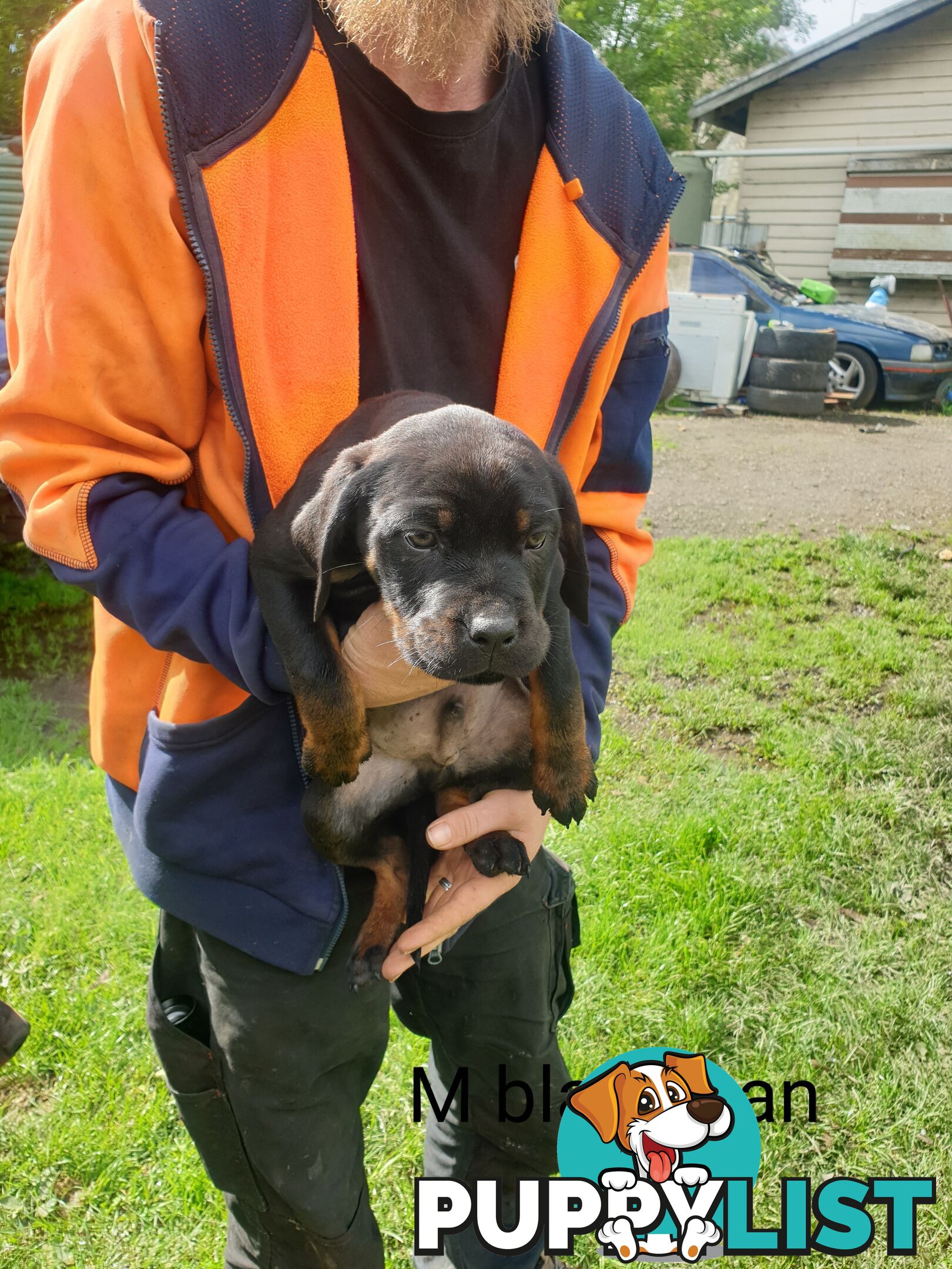 Neo mastiff x rottweiler puppies