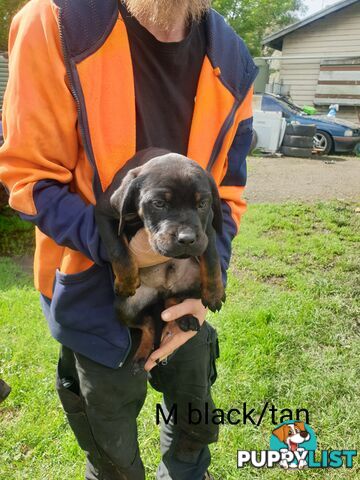 Neo mastiff x rottweiler puppies