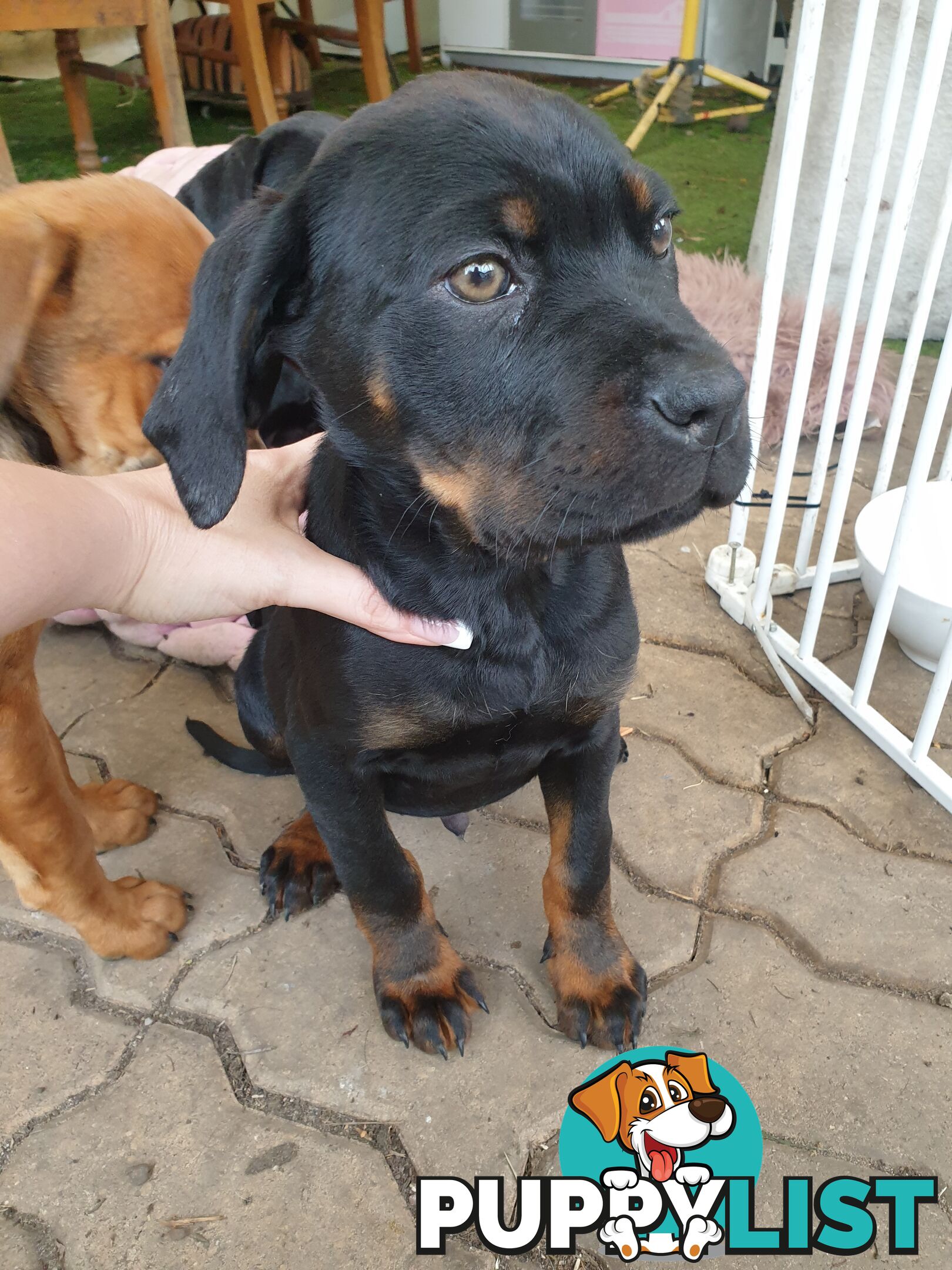 Neo mastiff x rottweiler puppies