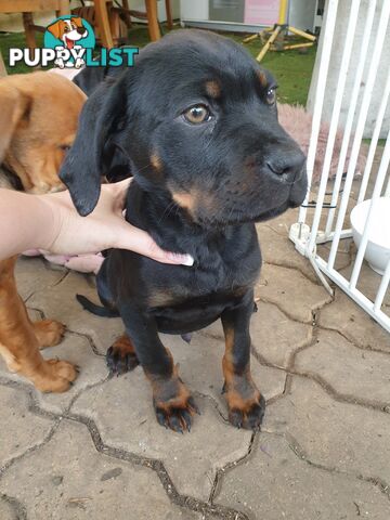 Neo mastiff x rottweiler puppies