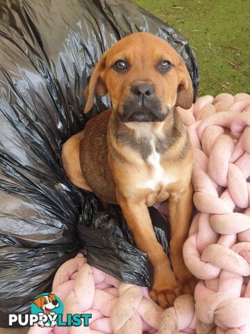 Neo mastiff x rottweiler puppies