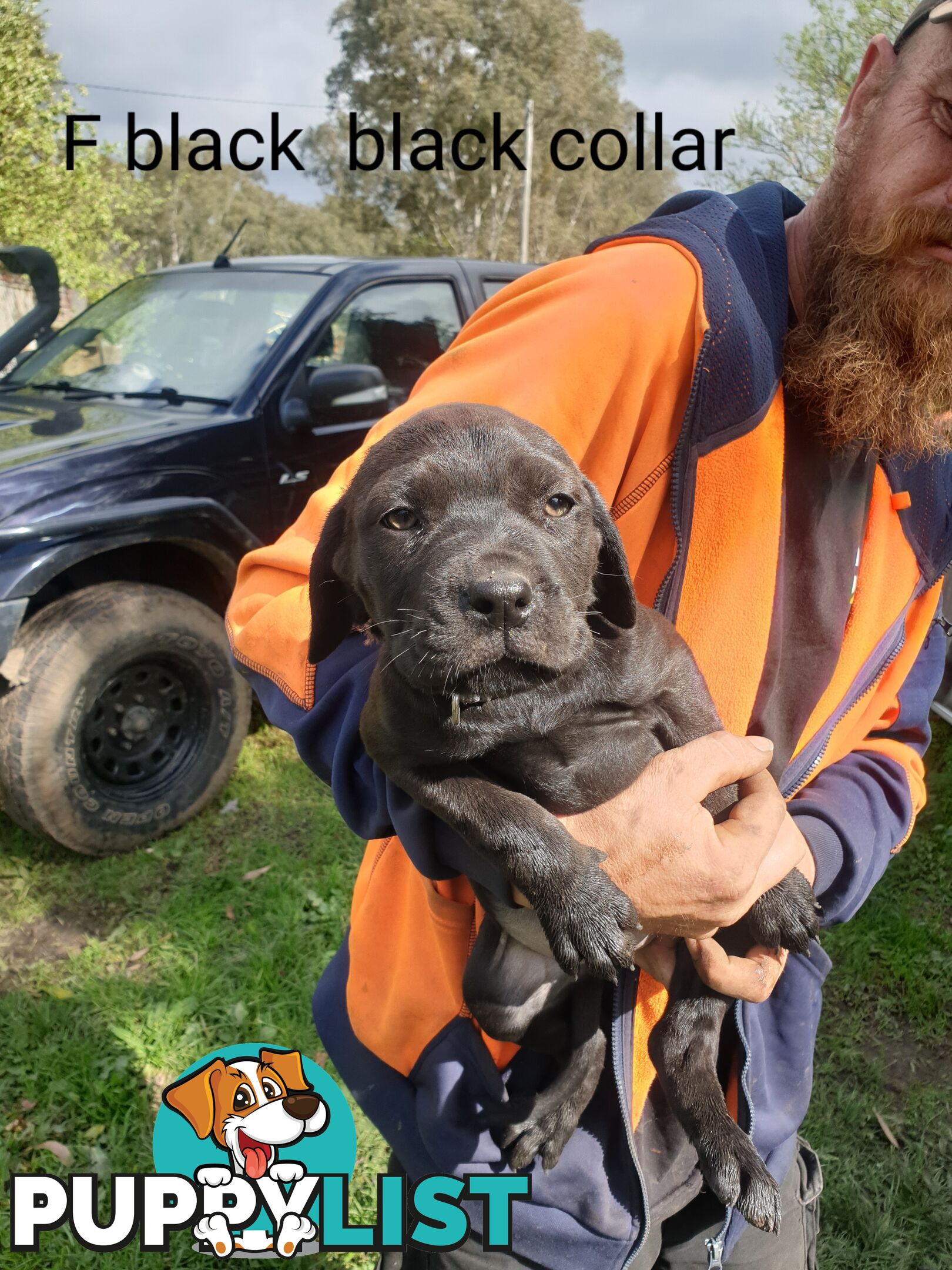 Neo mastiff x rottweiler puppies