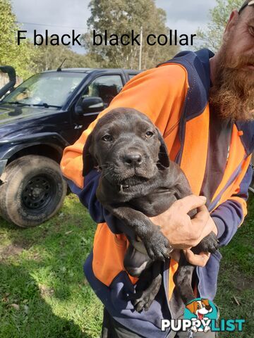 Neo mastiff x rottweiler puppies