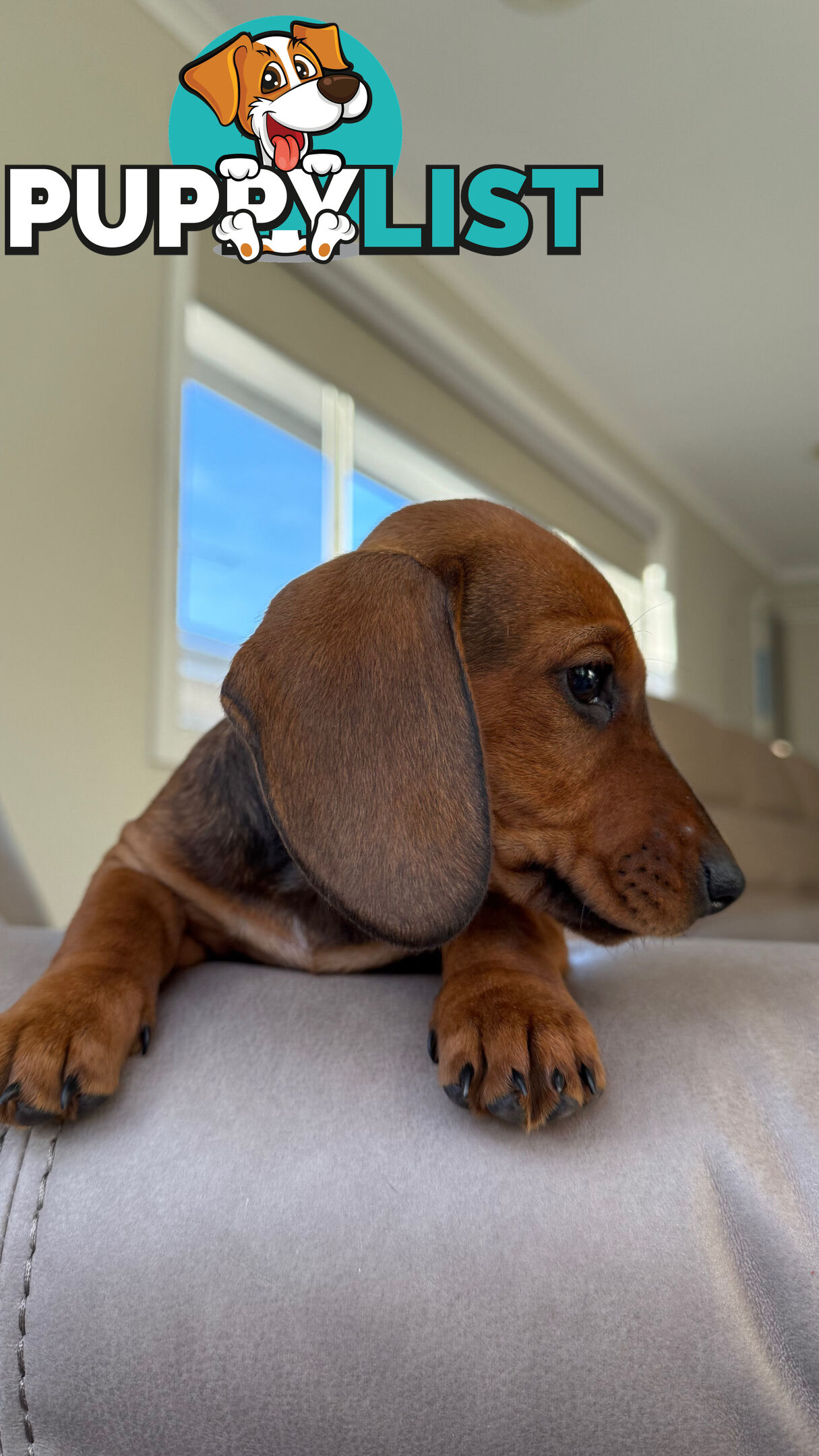 2 LEFT! Assorted Coloured Dachies Ready !!!