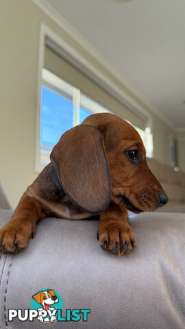 2 LEFT! Assorted Coloured Dachies Ready !!!