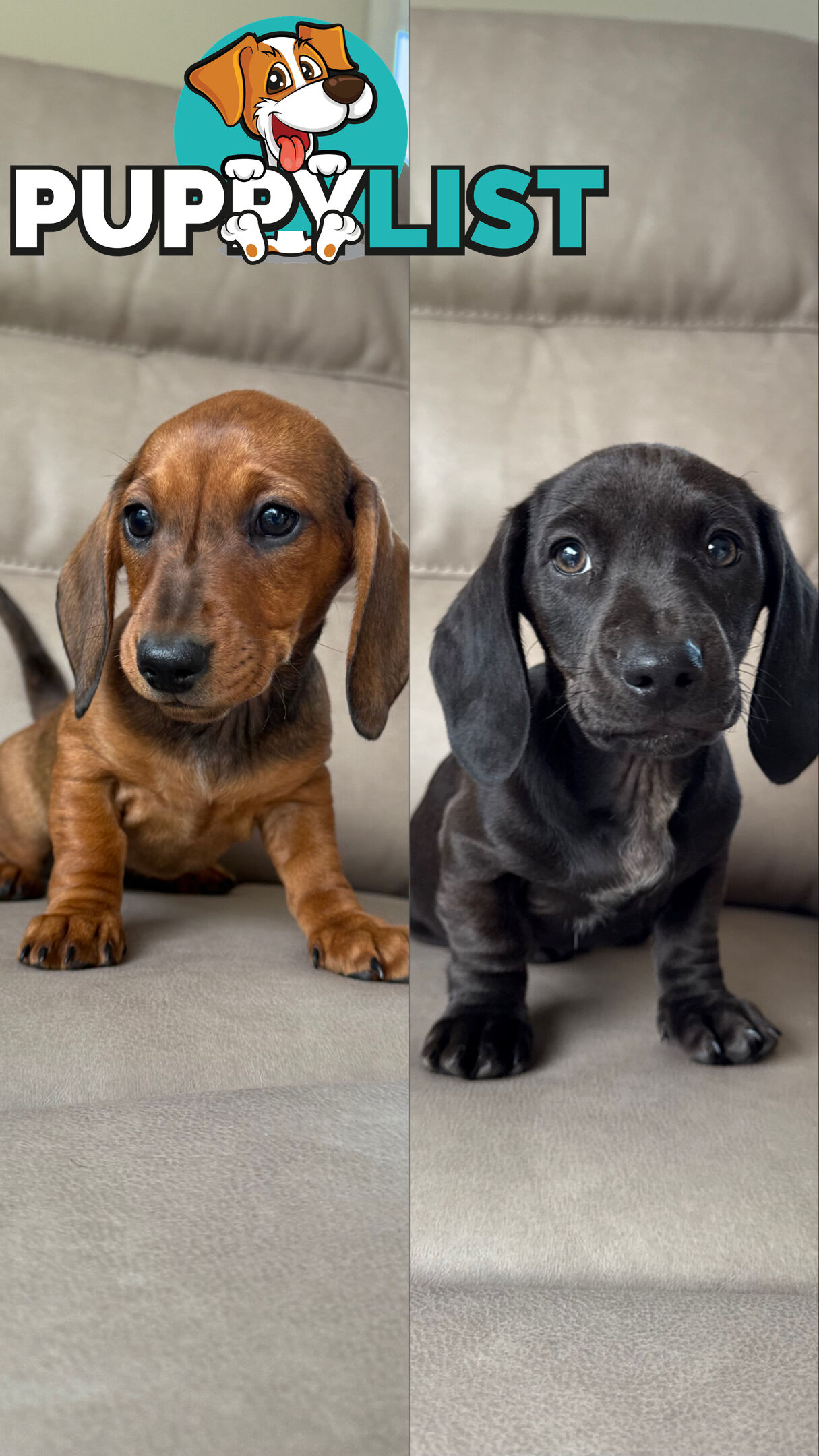 2 LEFT! Assorted Coloured Dachies Ready !!!