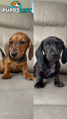 2 LEFT! Assorted Coloured Dachies Ready !!!