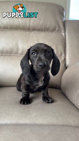 2 LEFT! Assorted Coloured Dachies Ready !!!