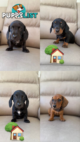 2 LEFT! Assorted Coloured Dachies Ready !!!