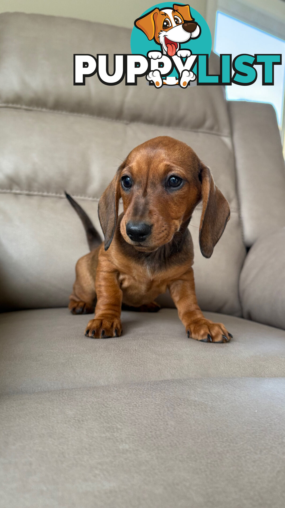 2 LEFT! Assorted Coloured Dachies Ready !!!