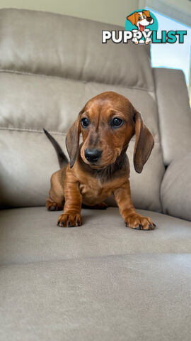 2 LEFT! Assorted Coloured Dachies Ready !!!