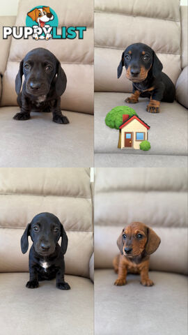 3 Assorted Coloured Dachies Ready !!!