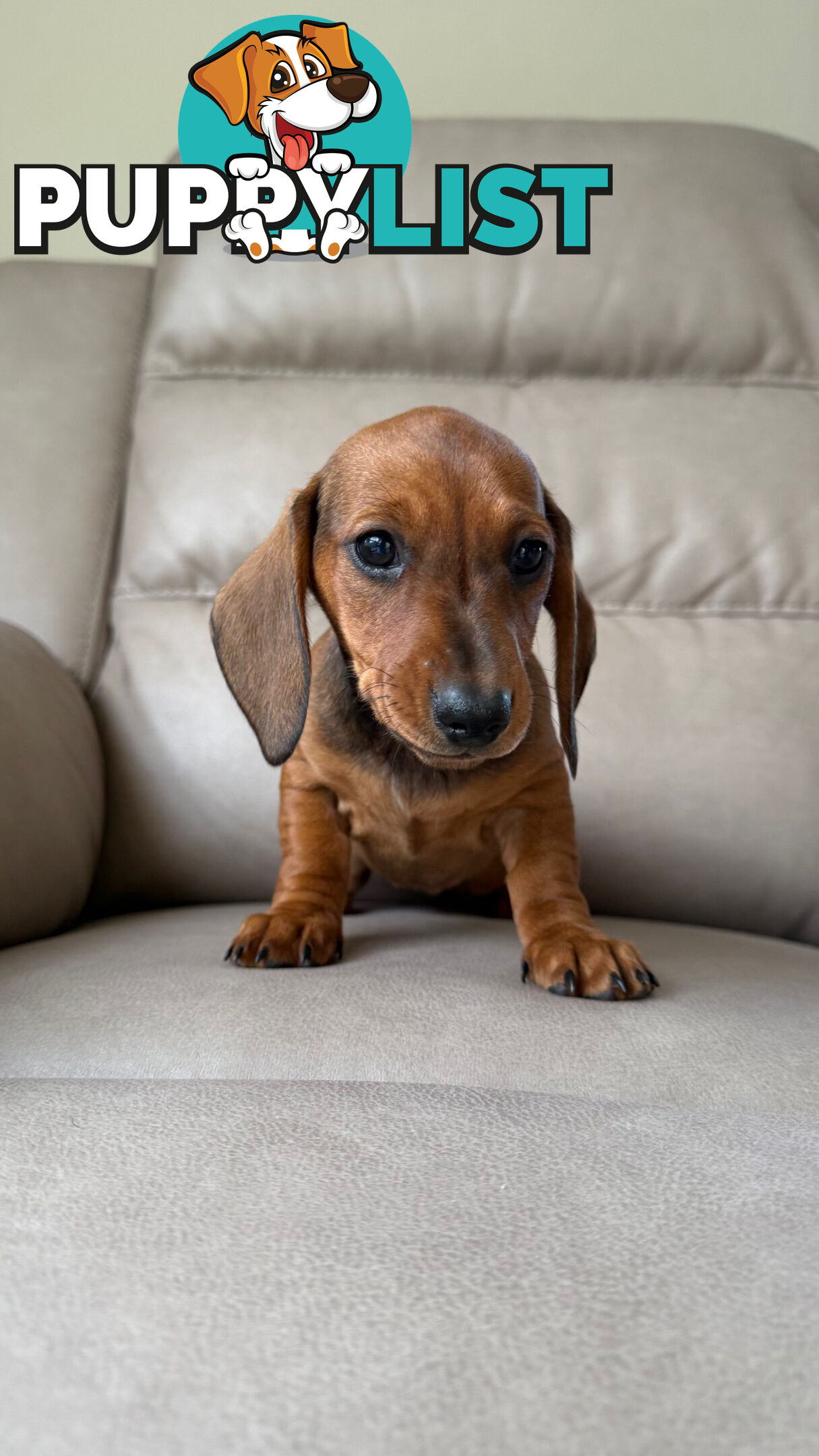 2 LEFT! Assorted Coloured Dachies Ready !!!