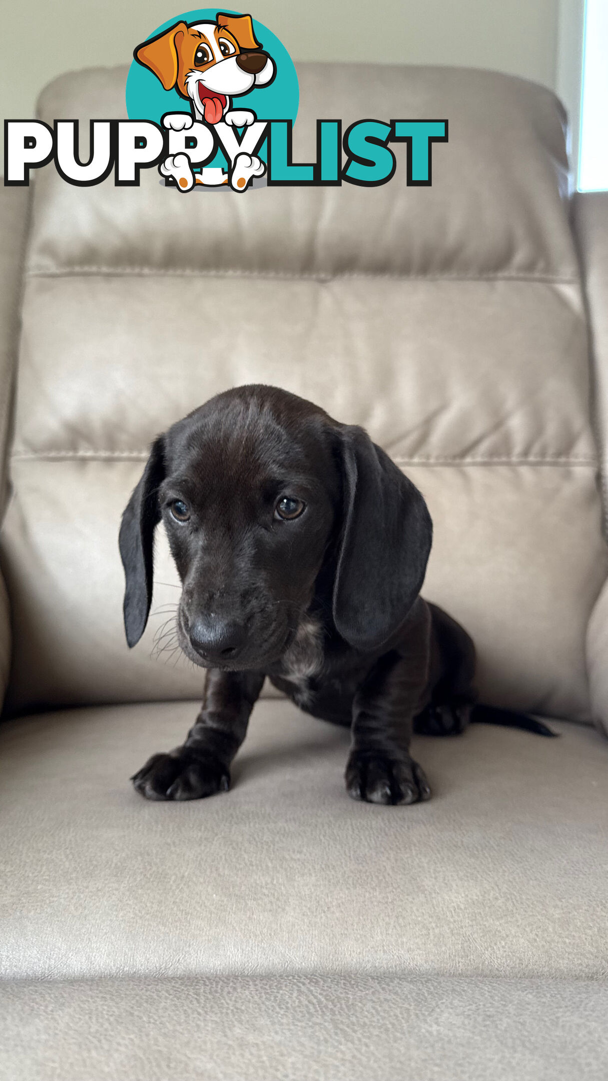 2 LEFT! Assorted Coloured Dachies Ready !!!