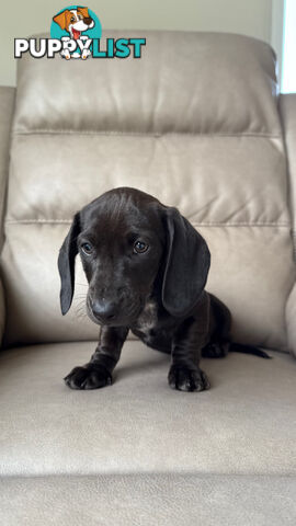 2 LEFT! Assorted Coloured Dachies Ready !!!