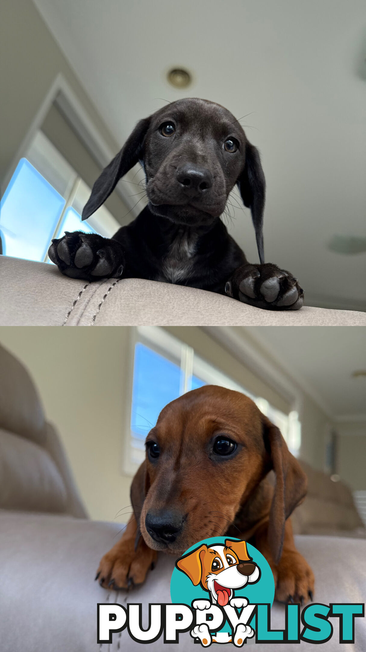 2 LEFT! Assorted Coloured Dachies Ready !!!