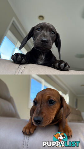 2 LEFT! Assorted Coloured Dachies Ready !!!
