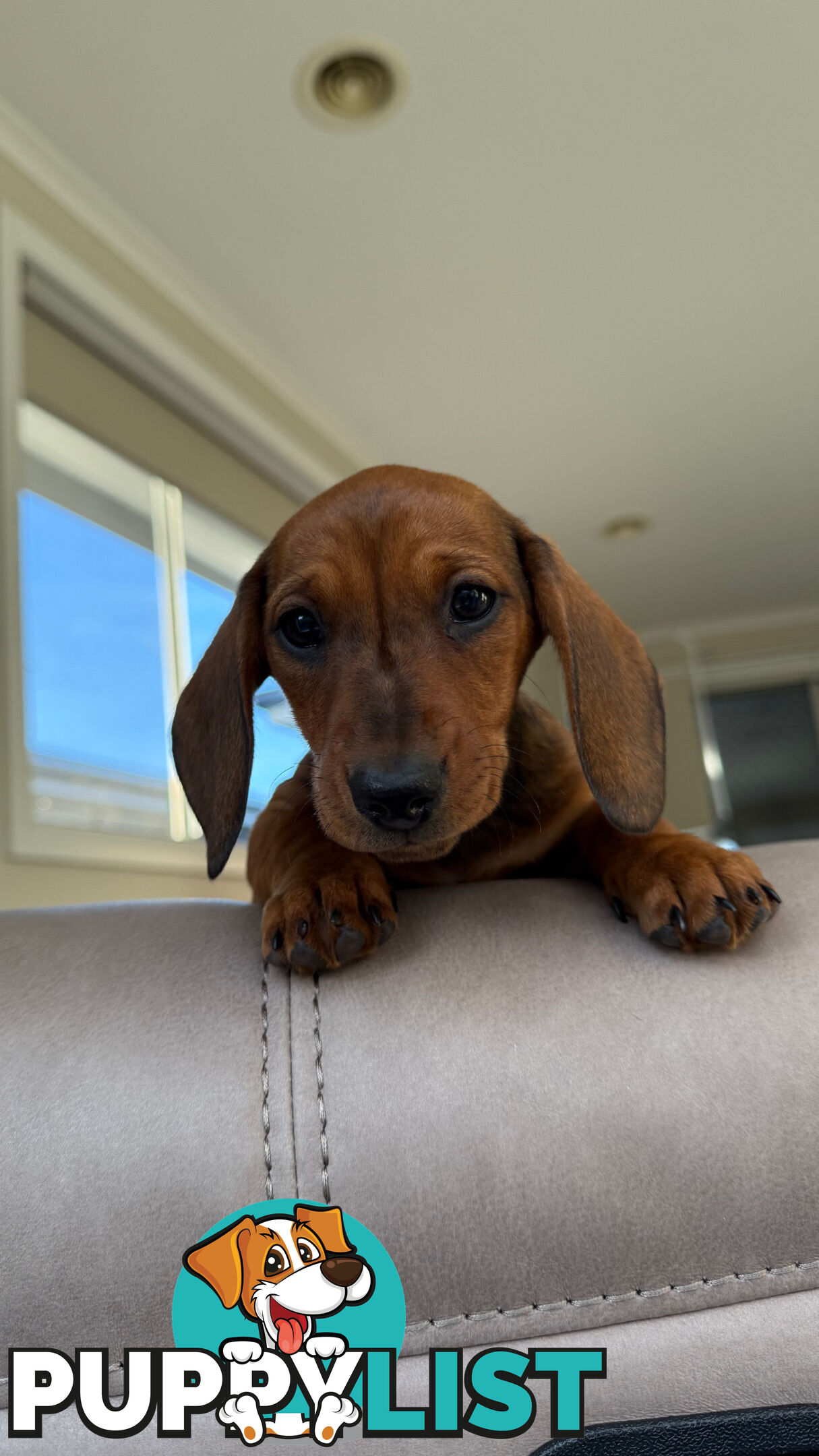 2 LEFT! Assorted Coloured Dachies Ready !!!