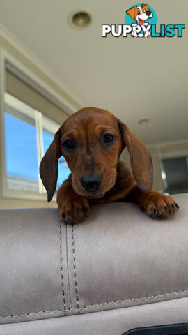 2 LEFT! Assorted Coloured Dachies Ready !!!