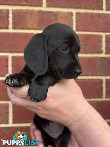 Male and Female mini Dachshunds. Ready 08.11.2024