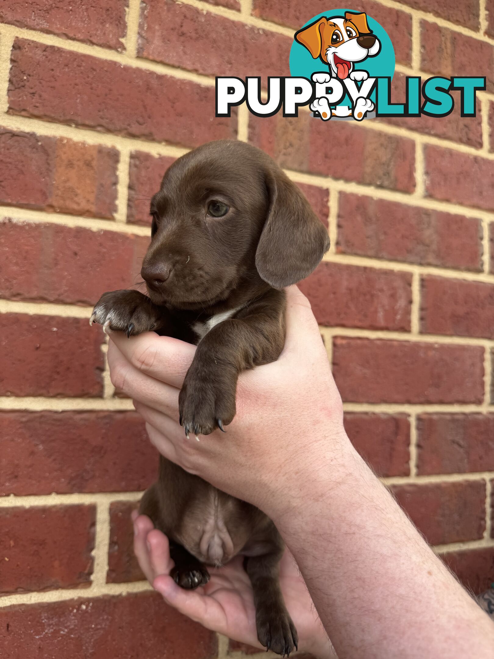 Male and Female mini Dachshunds. Ready 08.11.2024