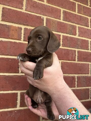 Male and Female mini Dachshunds. Ready 08.11.2024