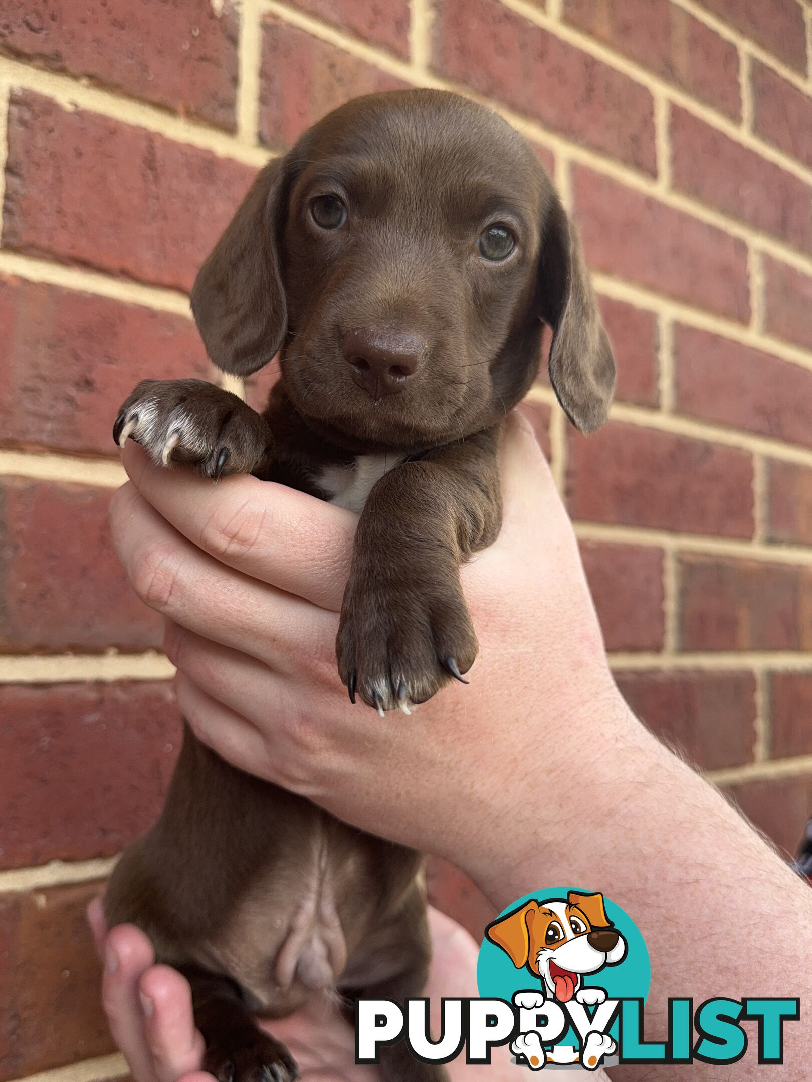 Male and Female mini Dachshunds. Ready 08.11.2024