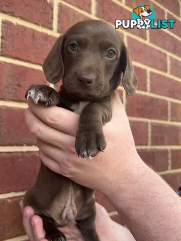 Male and Female mini Dachshunds. Ready 08.11.2024