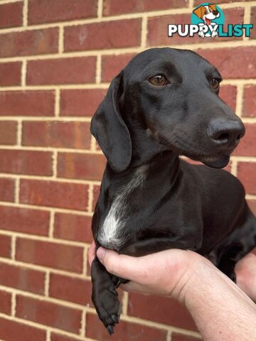 Male and Female mini Dachshunds. Ready 08.11.2024