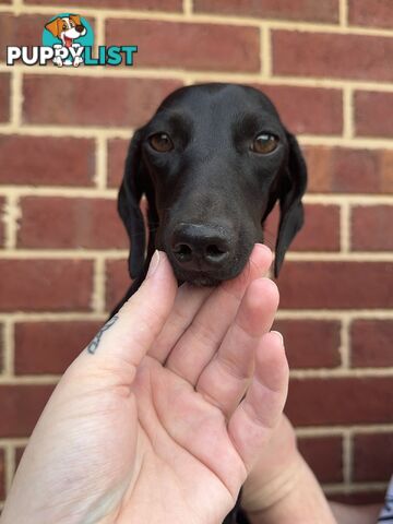 Male and Female mini Dachshunds. Ready 08.11.2024