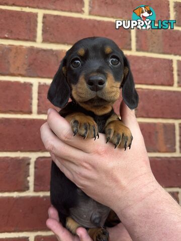 Male and Female mini Dachshunds. Ready 08.11.2024