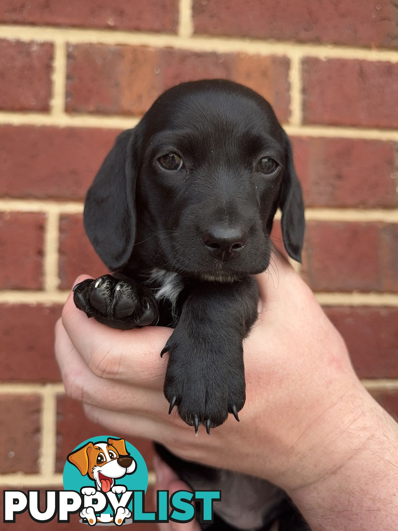 Male and Female mini Dachshunds. Ready 08.11.2024