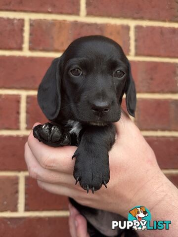 Male and Female mini Dachshunds. Ready 08.11.2024