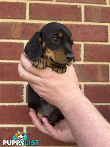 Male and Female mini Dachshunds. Ready 08.11.2024