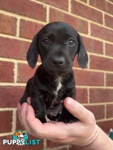 Male and Female mini Dachshunds. Ready 08.11.2024