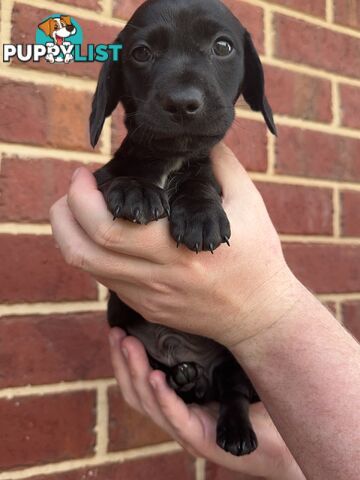 Male and Female mini Dachshunds. Ready 08.11.2024