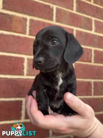 Male and Female mini Dachshunds. Ready 08.11.2024