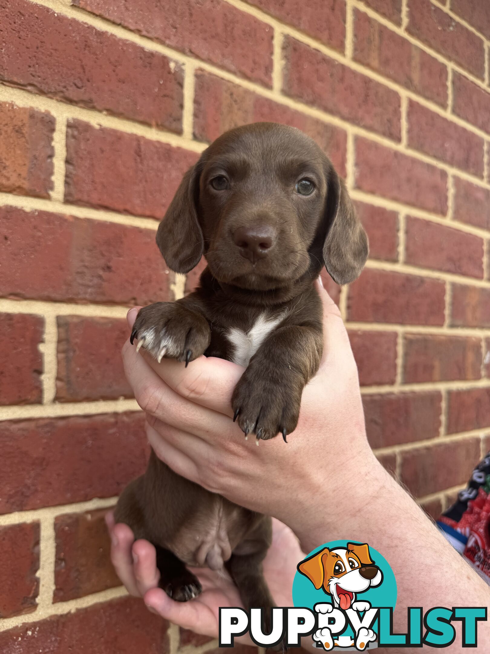 Male and Female mini Dachshunds. Ready 08.11.2024