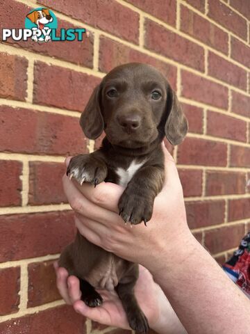 Male and Female mini Dachshunds. Ready 08.11.2024