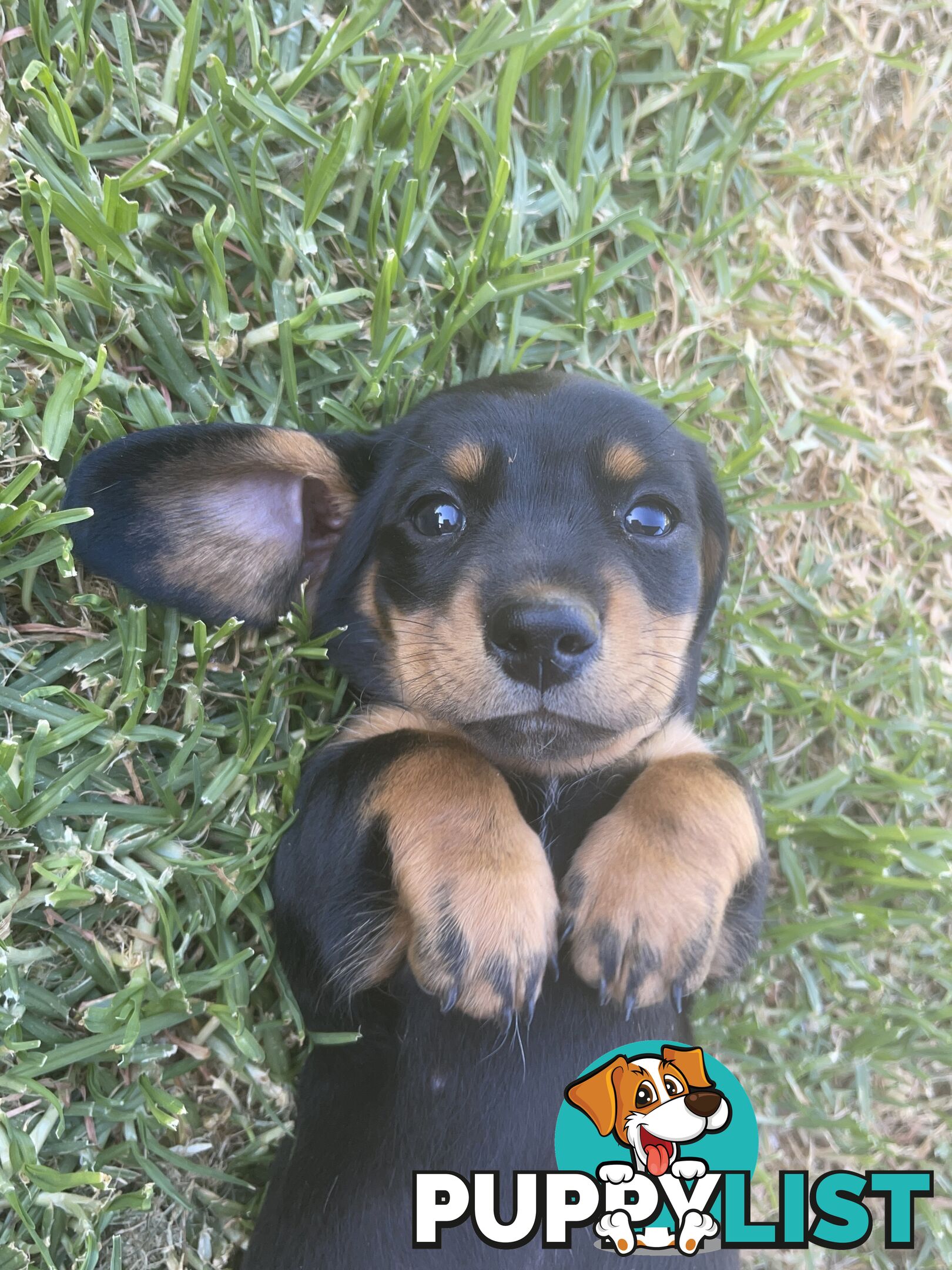 Male Mini Dachshunds Ready NOW