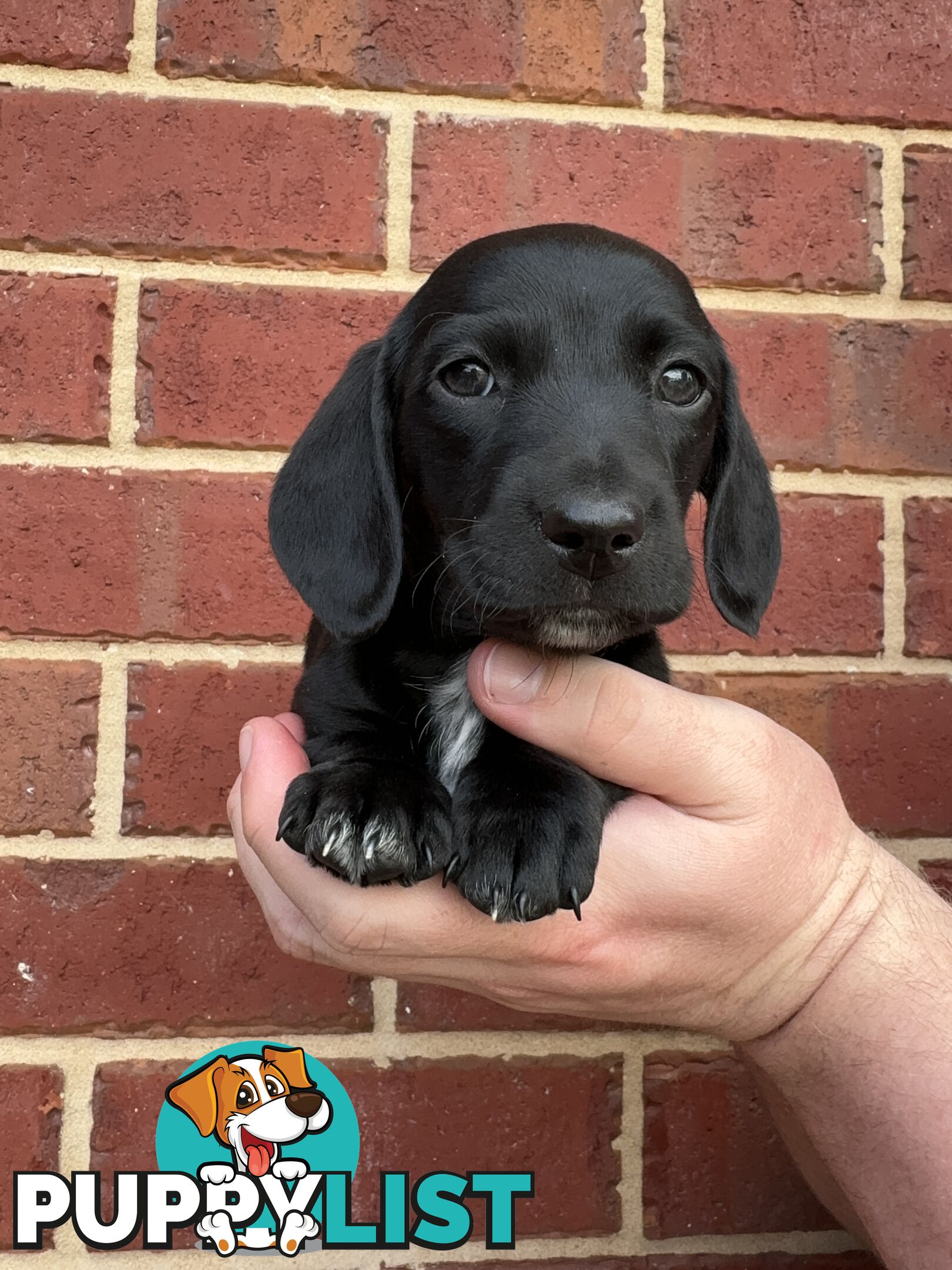 Male and Female mini Dachshunds. Ready 08.11.2024