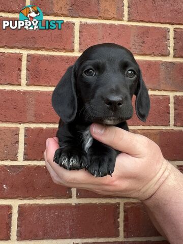 Male and Female mini Dachshunds. Ready 08.11.2024