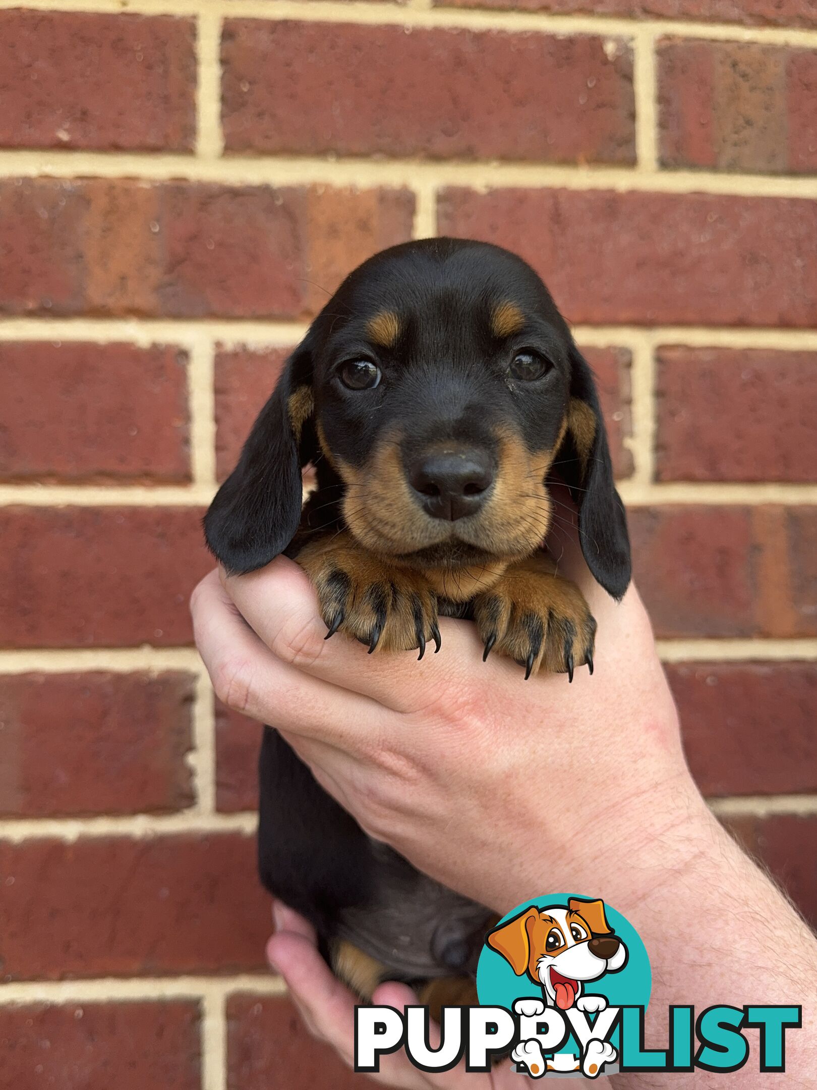 Male and Female mini Dachshunds. Ready 08.11.2024