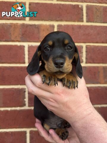 Male and Female mini Dachshunds. Ready 08.11.2024