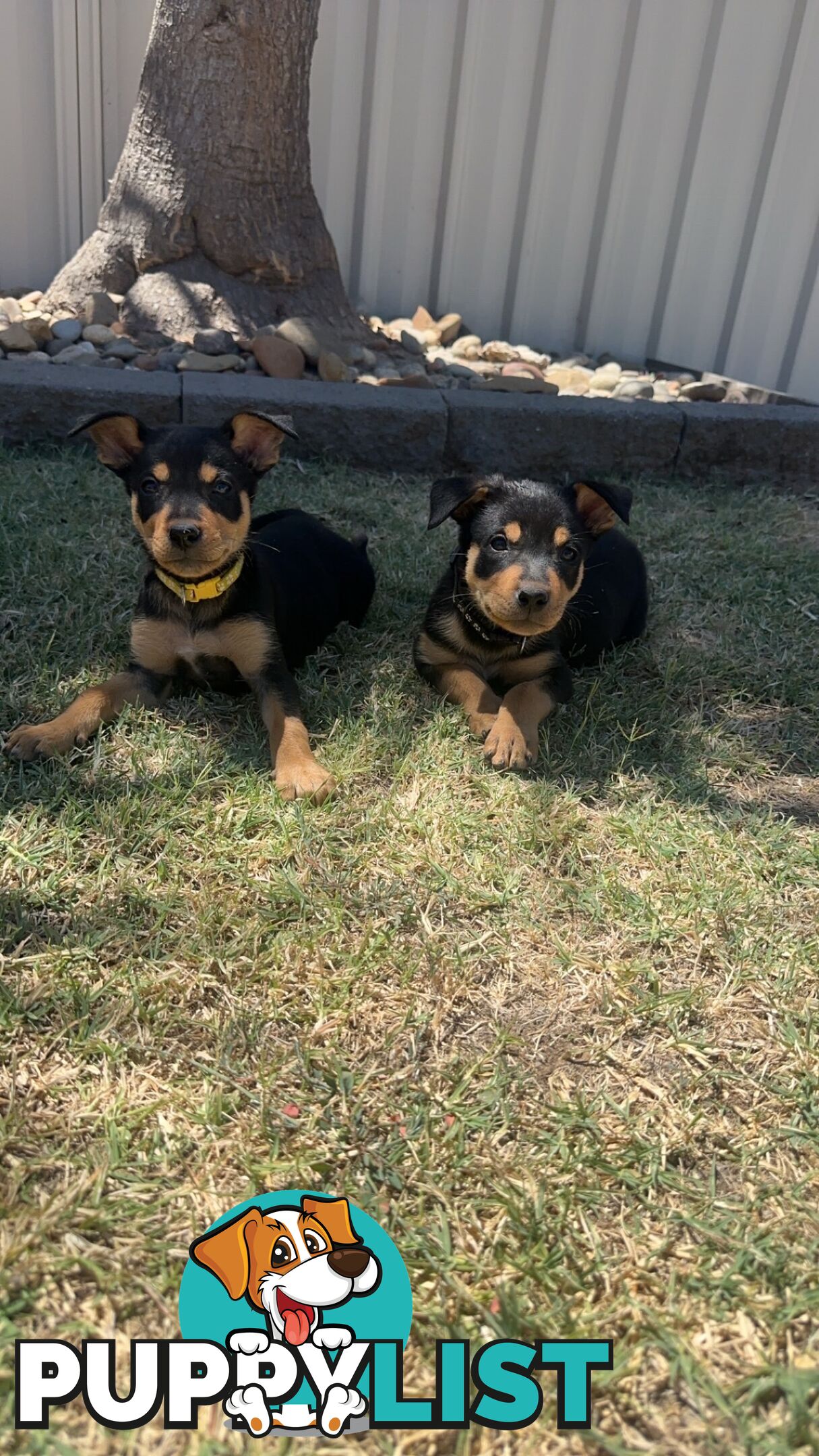 Pure bred kelpie pups!