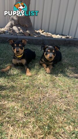 Pure bred kelpie pups!