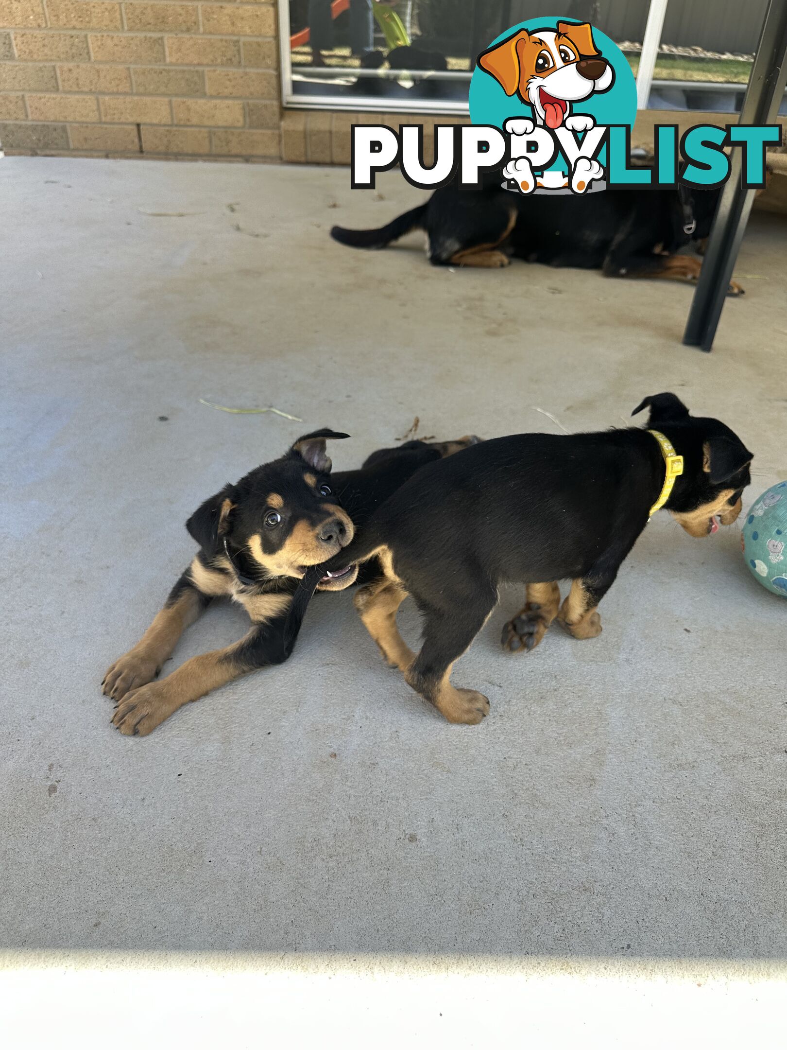 Pure bred kelpie pups!